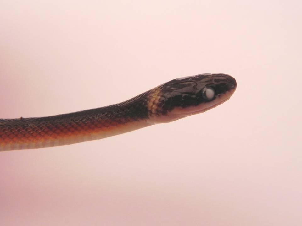 FIGURE 3 FIGURE 3